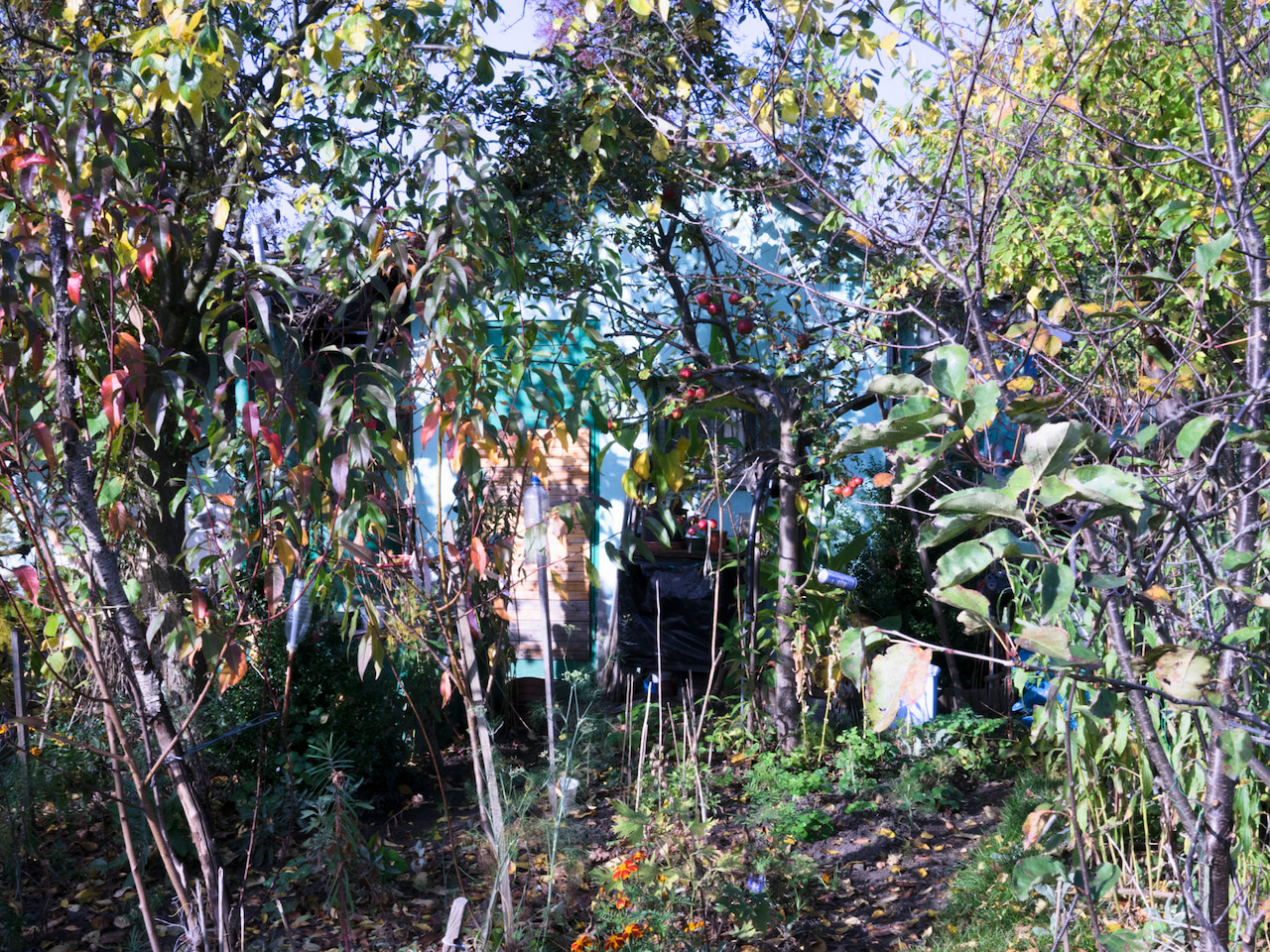 Ein Kleingarten mit vielen Laubbäumen in Herbsttönen. Die Pflanzen füllen das ganze Bild aus. Im Hintergrund ein Apfelbaum mit Früchten. Gelbe Blätter auf dem Boden. Im Hintergrund eine Gartenlaube.